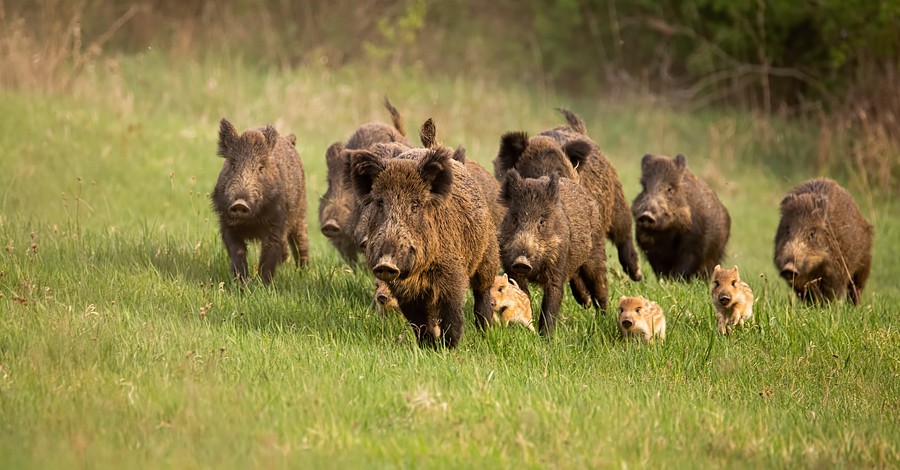 Дива свиня, групов лов (гонка)